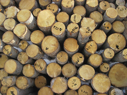 ����˹ԭľ�ػ��й�ľ���г��쵼�ߵ�λ