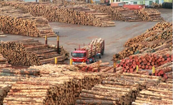 ������ľ�ĳ����Ծ�ȫ����Ҷ���г���һ���