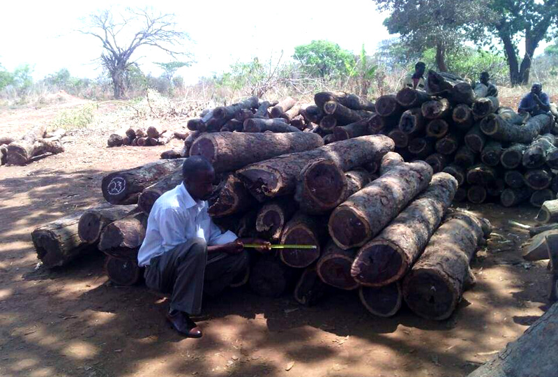 �ޱ�������������2017��2�¿�ʼֹͣԭľ����